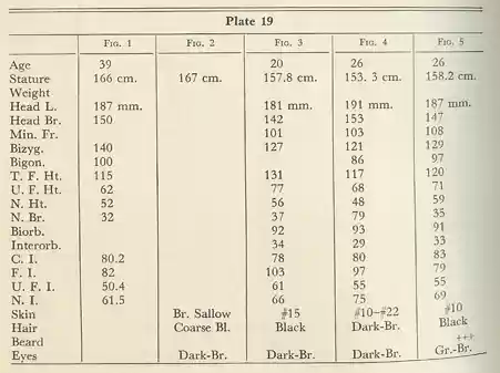 Plate 19